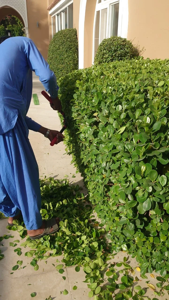 Gardener trimming a green hedge with shears in Dubai