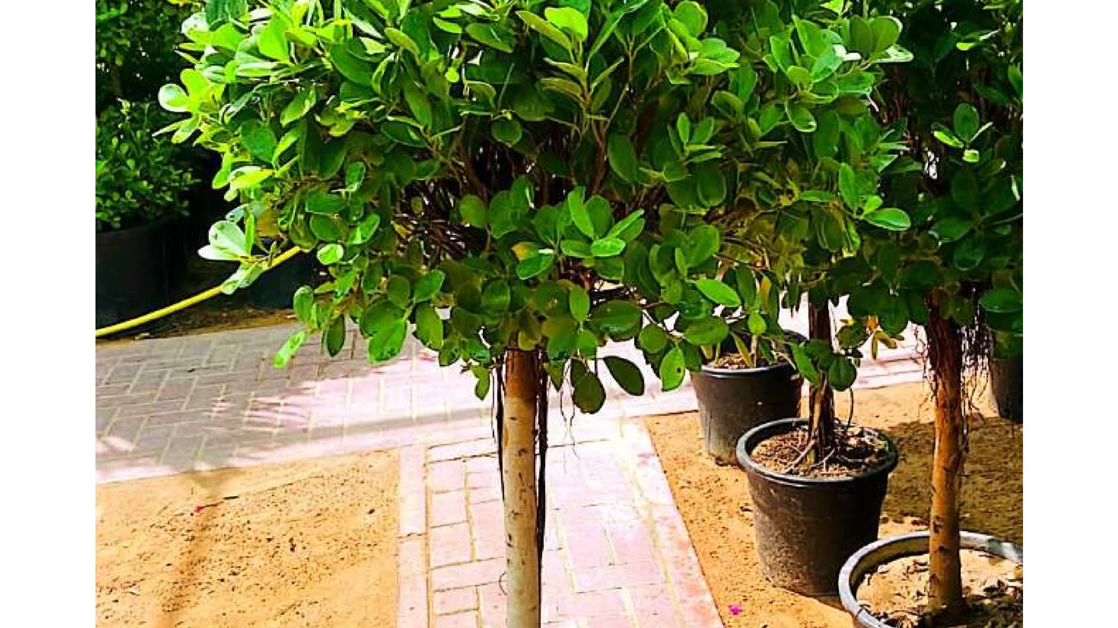 Regular garden maintenance visit at a Dubai villa