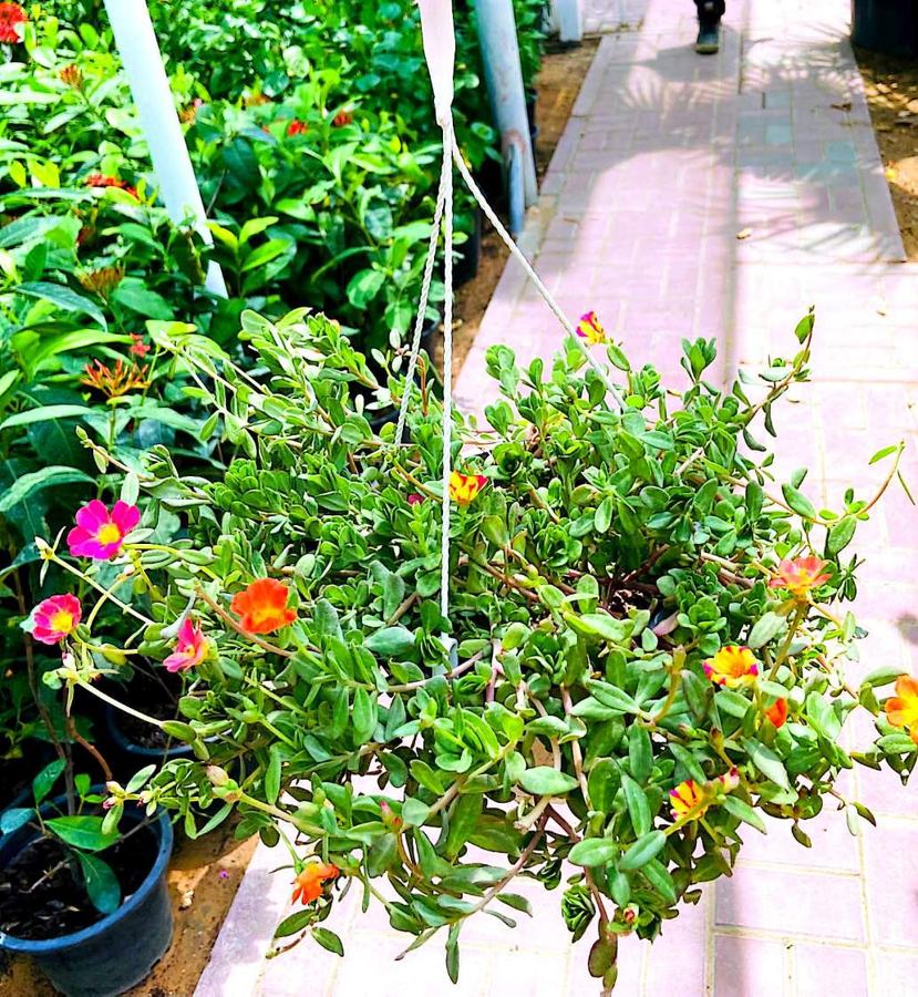 Portulaca (Moss Rose) (Portulaca grandiflora) plant for sale in Dubai