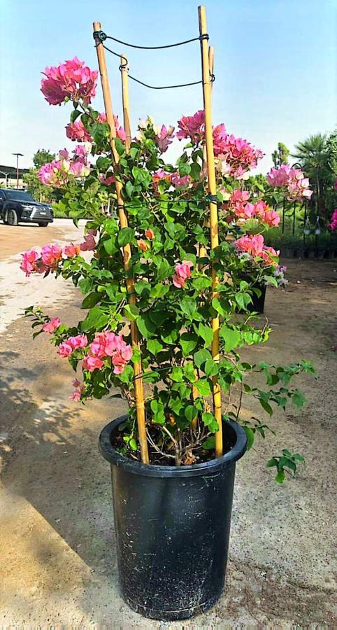 Bougainvillea variety 3 available in Dubai