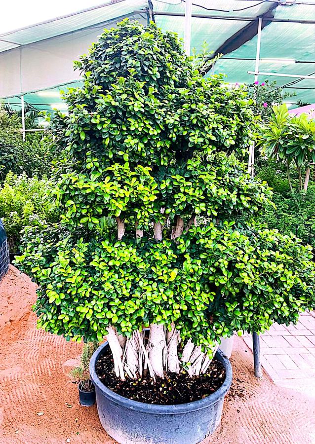 Multi-Tier Topiary Tree variety 2 available in Dubai