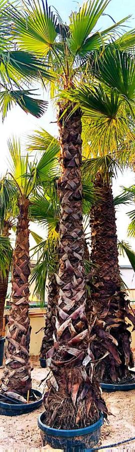 Palm Trees (Washingtonia / Phoenix / Areca) plant for sale in Dubai