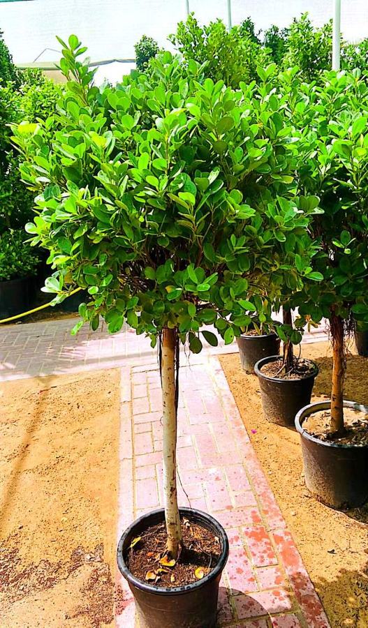 Ficus Tree (Ficus nitida / benjamina) plant for sale in Dubai