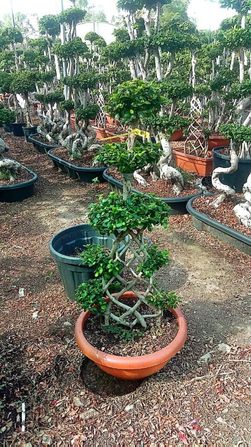 Ficus Bonsai / Braided Ficus variety 2 available in Dubai