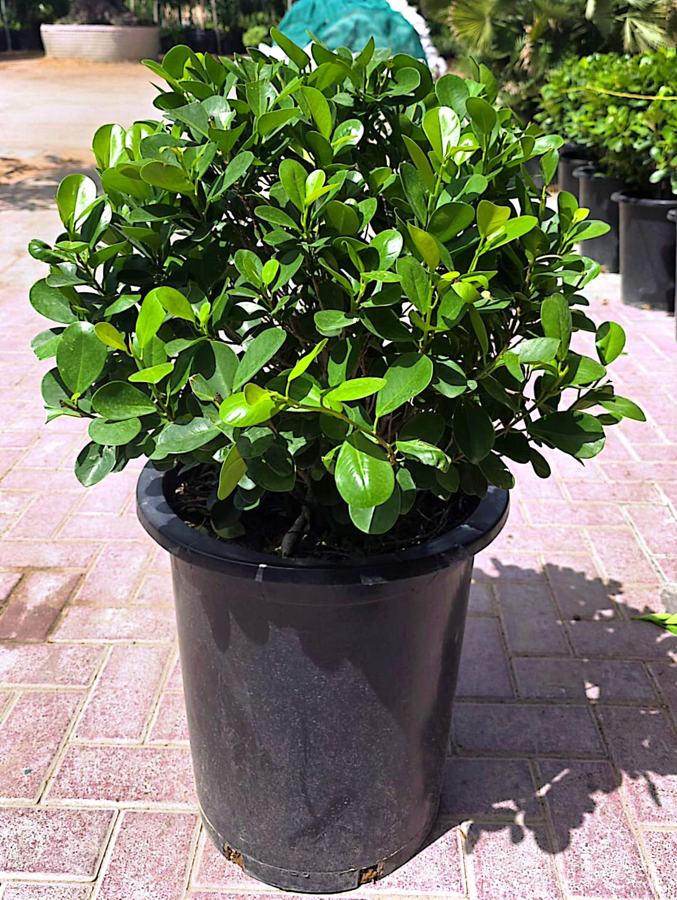 Topiary Ball Plants variety 5 available in Dubai