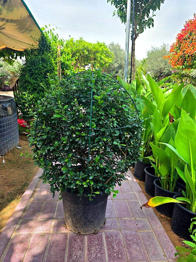 Topiary Ball Plants (Ficus / Duranta topiary) plant for sale in Dubai