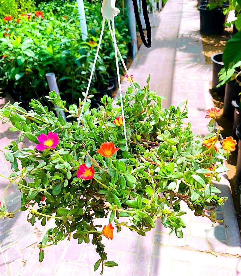 Portulaca (Moss Rose) variety 2 available in Dubai