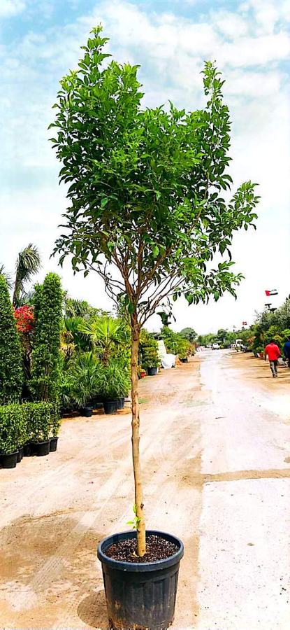 Ficus Tree variety 3 available in Dubai