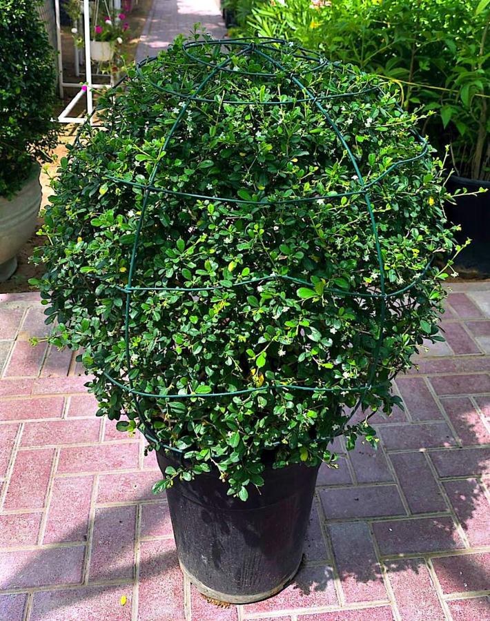 Topiary Ball Plants variety 2 available in Dubai