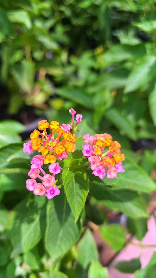 Lantana (Lantana camara) plant for sale in Dubai