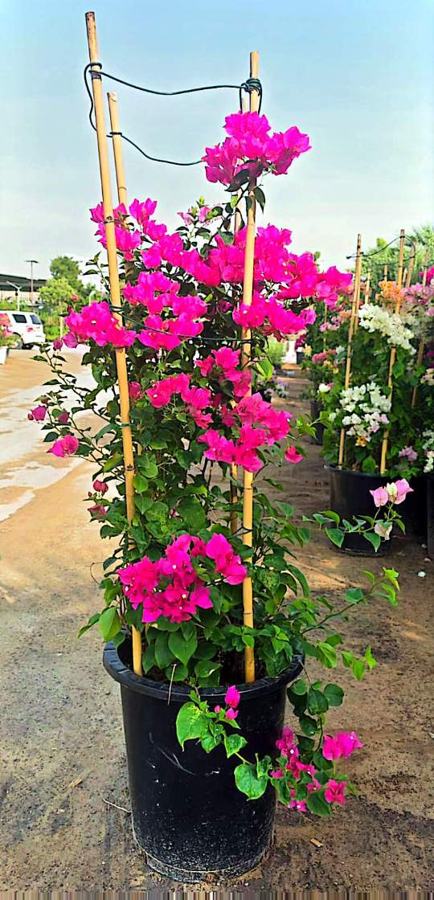 Bougainvillea variety 4 available in Dubai