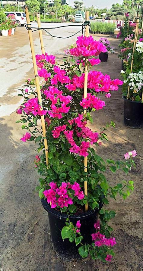 Bougainvillea variety 5 available in Dubai