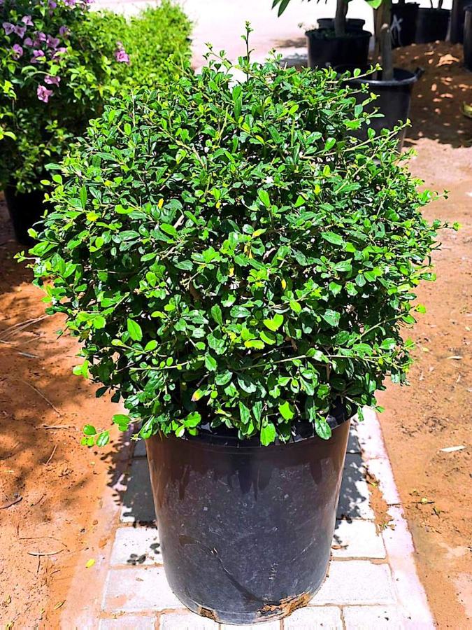 Topiary Ball Plants variety 3 available in Dubai
