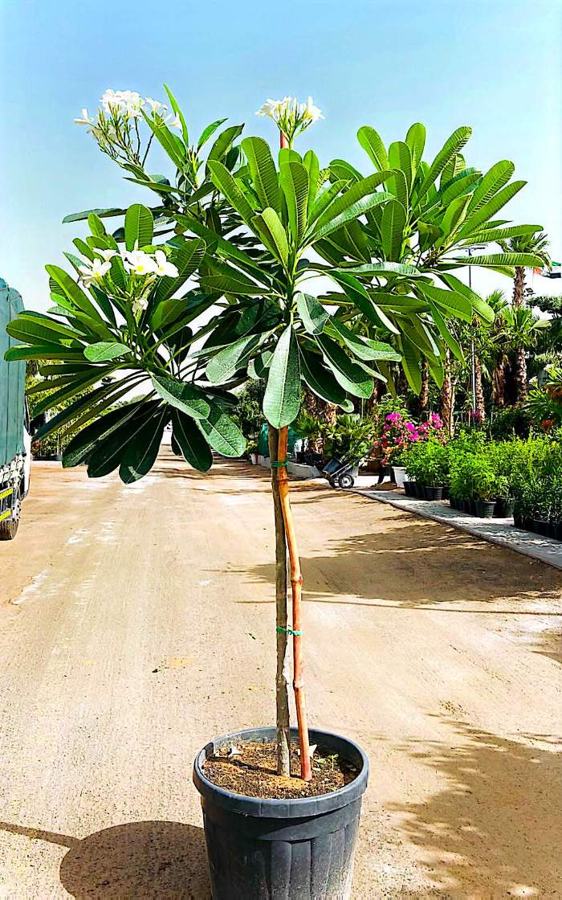 Plumeria (Frangipani) (Plumeria rubra / obtusa) plant for sale in Dubai