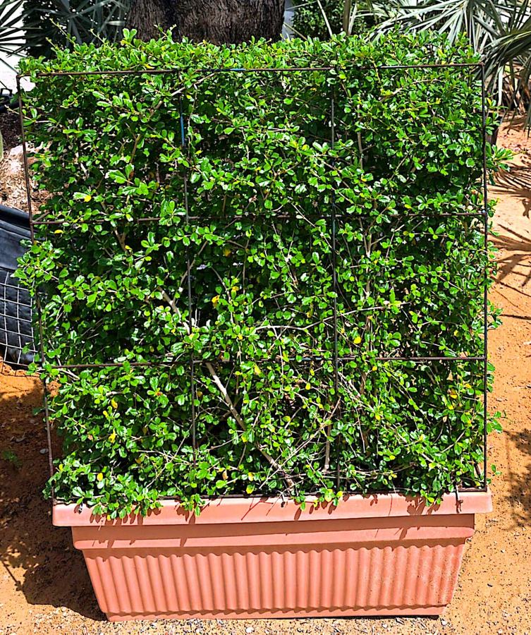 Hedge & Screening Shrubs (Duranta / Conocarpus / Clerodendrum) plant for sale in Dubai