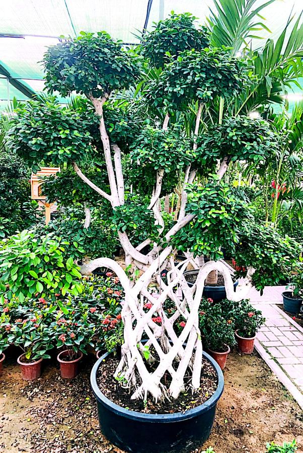 Ficus Bonsai / Braided Ficus (Ficus microcarpa) plant for sale in Dubai