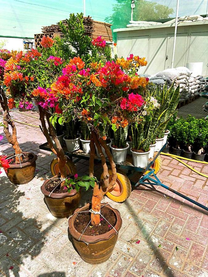 Snake Plant (Dracaena trifasciata) plant for sale in Dubai