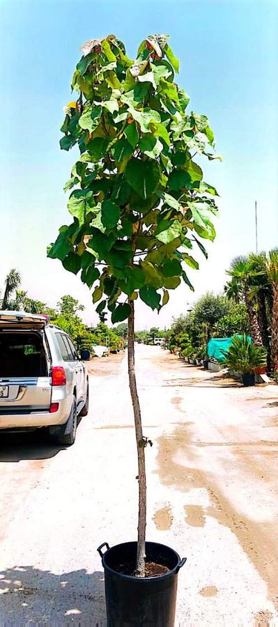 Broadleaf Foliage Plants variety 2 available in Dubai