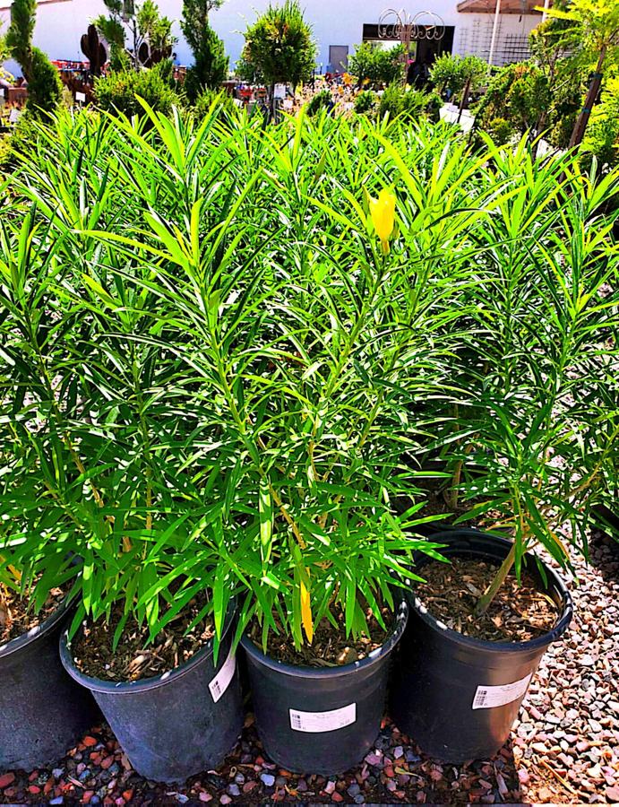 Yellow Oleander variety 2 available in Dubai