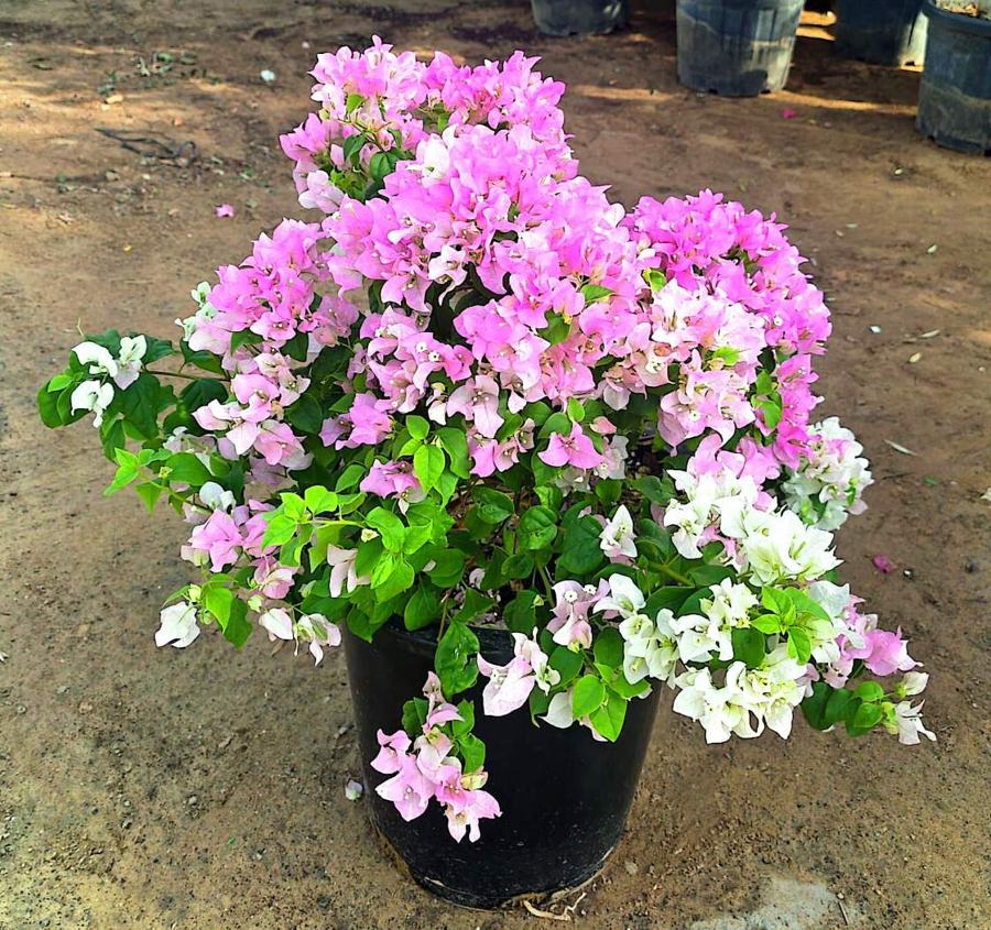 Bougainvillea variety 6 available in Dubai