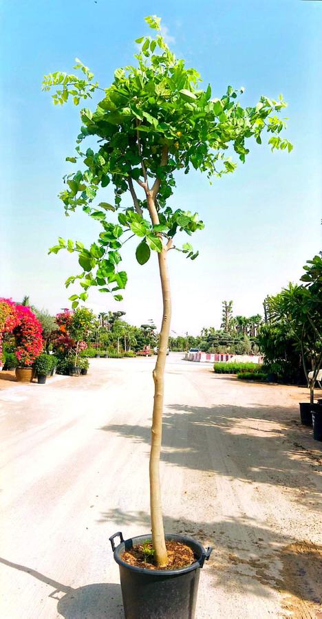 Ficus Tree variety 2 available in Dubai