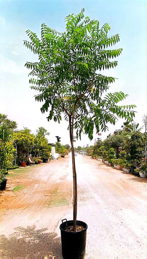 Flame Tree / Flowering Tree variety 2 available in Dubai
