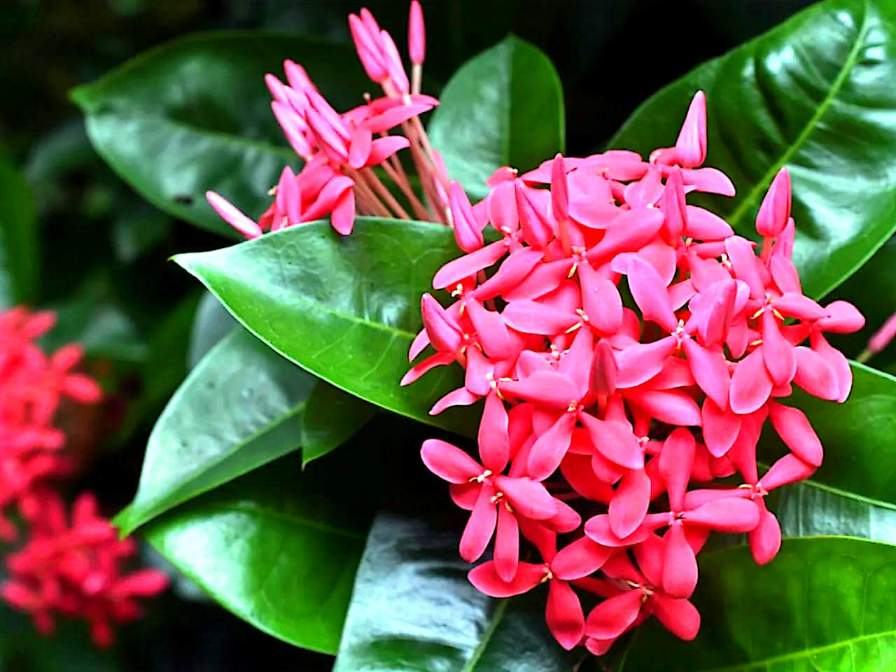 Ixora (Ixora coccinea) plant for sale in Dubai