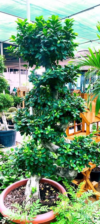 Ficus Bonsai / Braided Ficus variety 5 available in Dubai