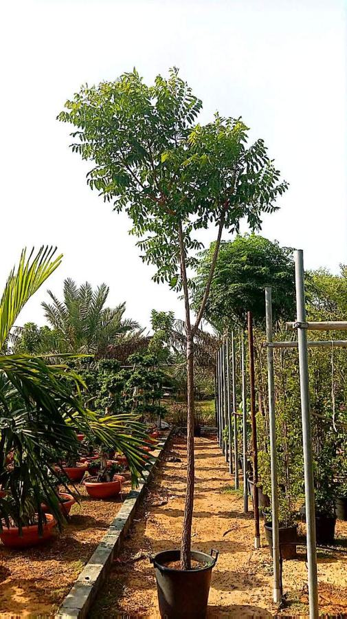 Ficus Tree variety 4 available in Dubai