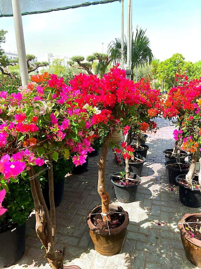 Collection of potted bougainvillea plants in pink, red and orange at a Dubai plant nursery