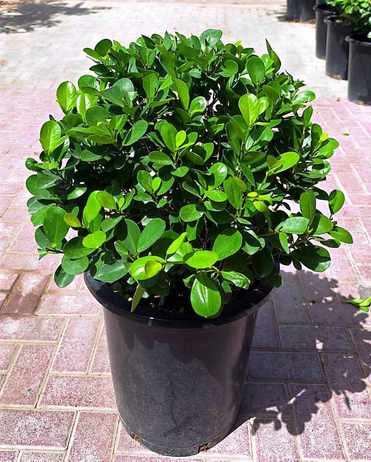Topiary Ball Plants variety 4 available in Dubai
