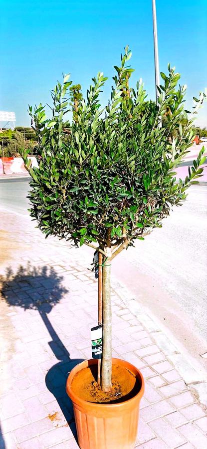 Olive Tree (Olea europaea) plant for sale in Dubai
