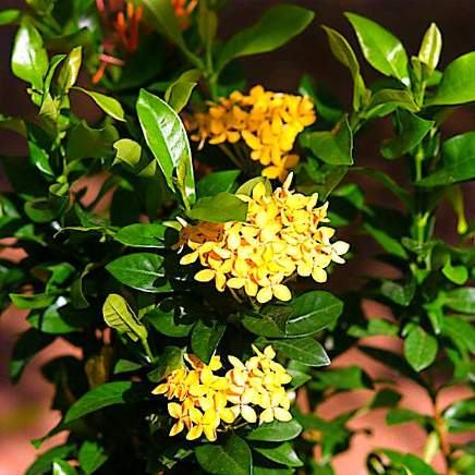 Ixora variety 6 available in Dubai