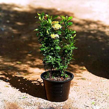 Ixora variety 7 available in Dubai