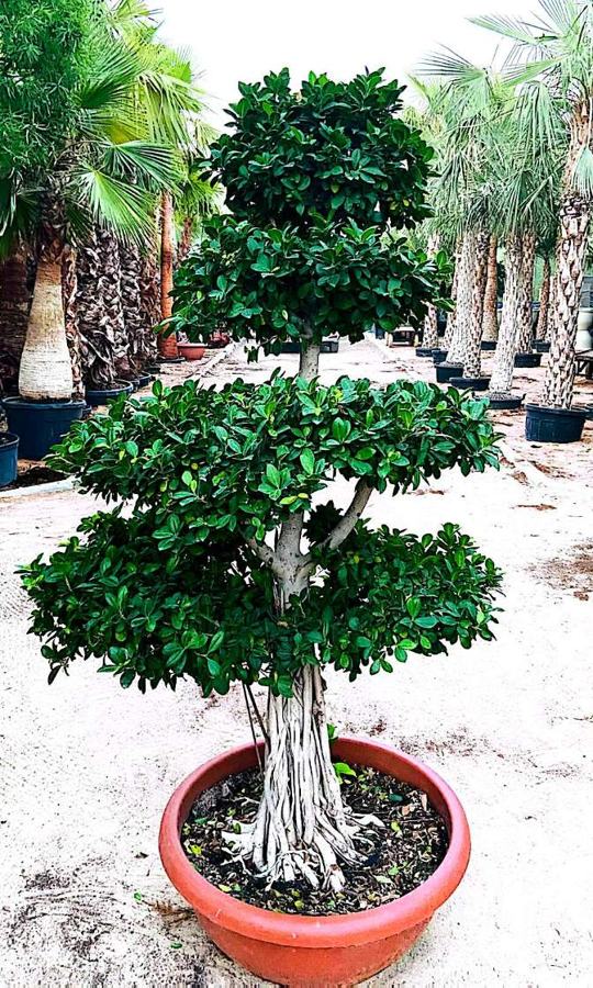 Multi-Tier Topiary Tree (Ficus / Conocarpus topiary) plant for sale in Dubai