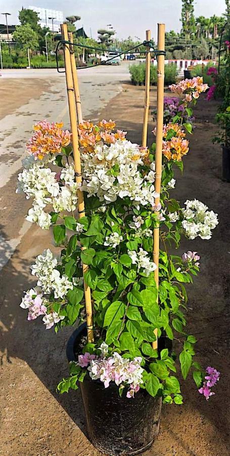 Bougainvillea (Bougainvillea spectabilis) plant for sale in Dubai