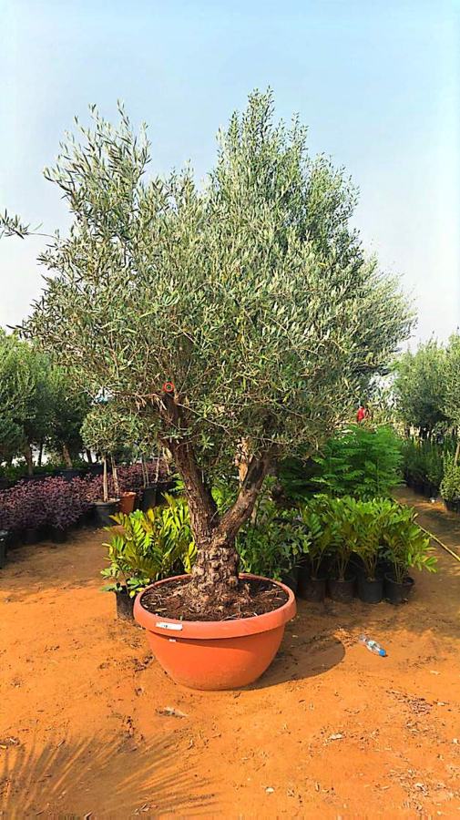 Olive Tree variety 2 available in Dubai