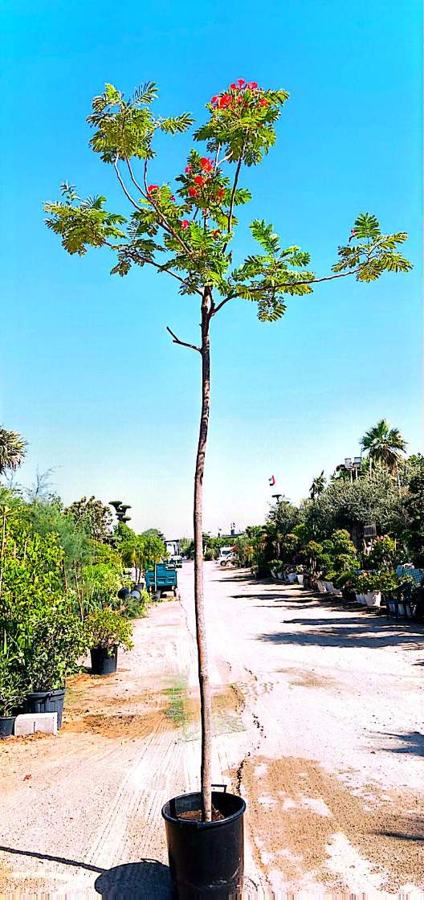 Flame Tree / Flowering Tree (Delonix regia) plant for sale in Dubai