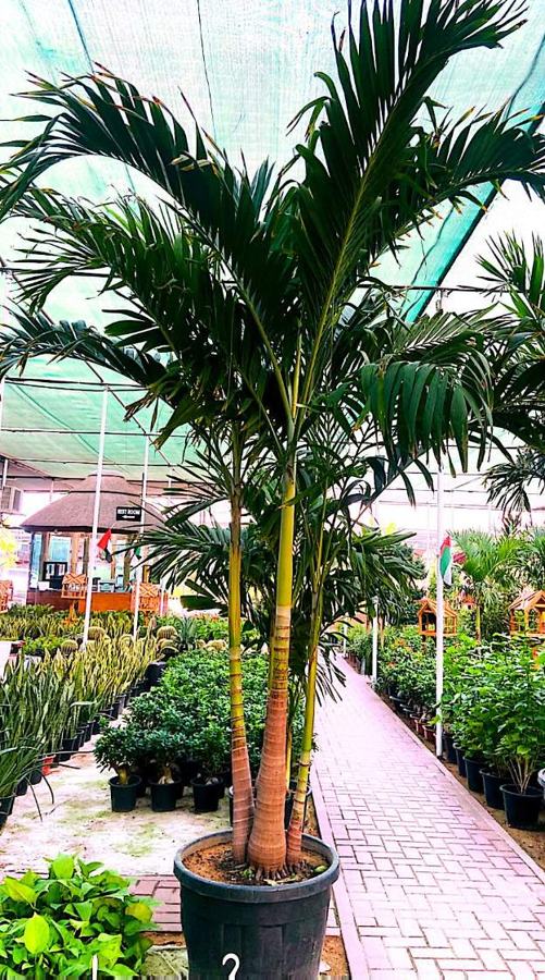 Palm Trees variety 2 available in Dubai