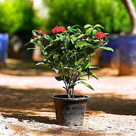 Ixora variety 2 available in Dubai