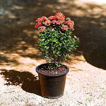 Ixora variety 3 available in Dubai