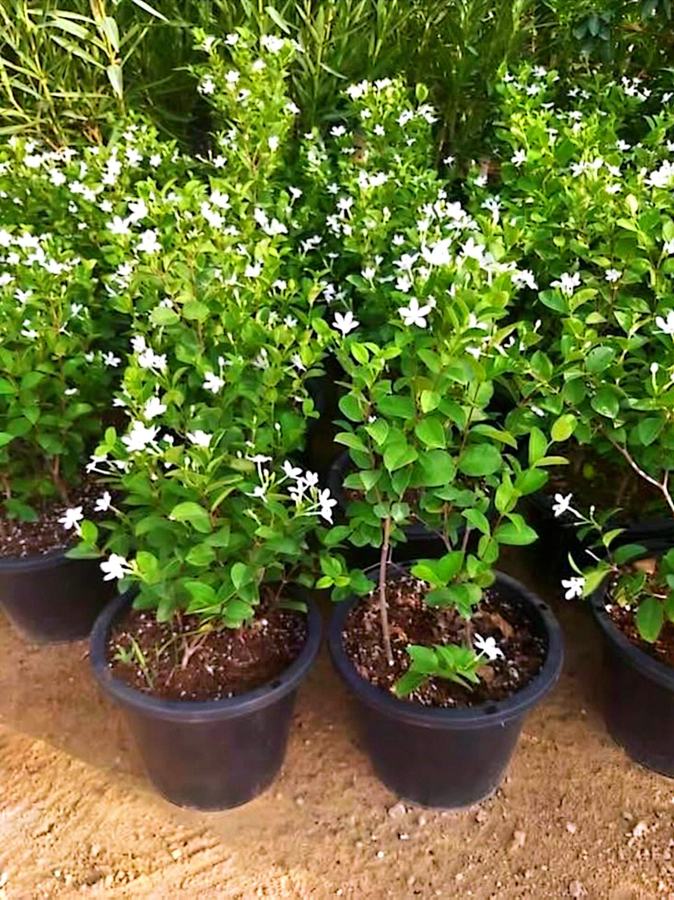 Arabian Jasmine (Jasminum sambac) plant for sale in Dubai