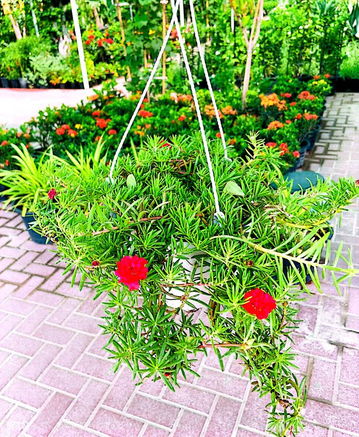 Portulaca (Moss Rose) variety 3 available in Dubai