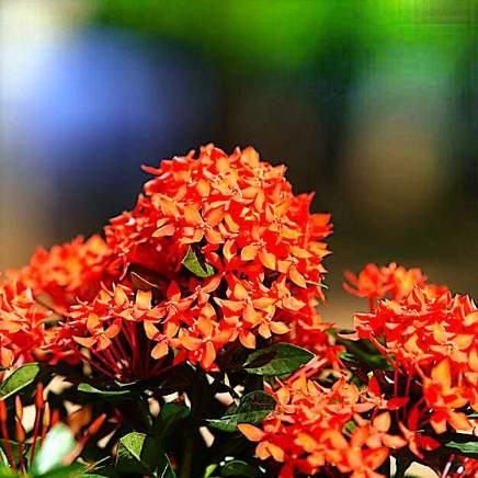Ixora variety 4 available in Dubai