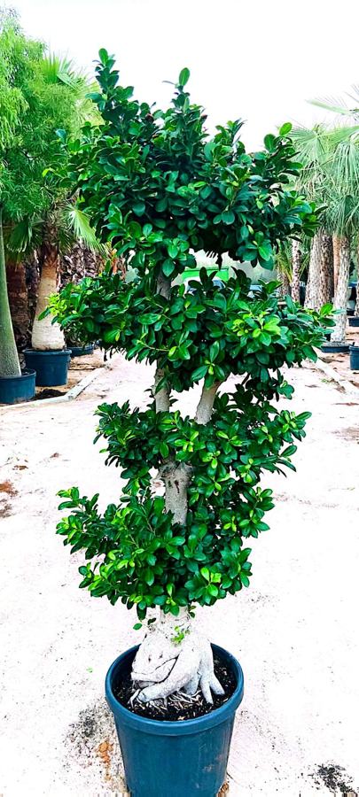 Ficus Bonsai / Braided Ficus variety 4 available in Dubai