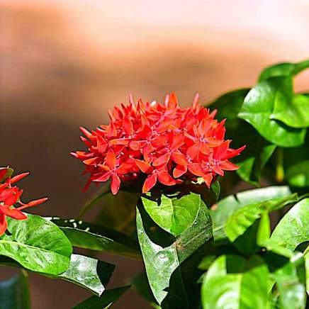 Ixora variety 5 available in Dubai