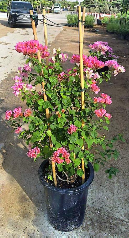 Bougainvillea variety 2 available in Dubai