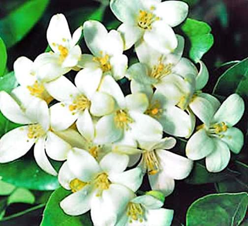 Flame Tree / Flowering Tree variety 3 available in Dubai