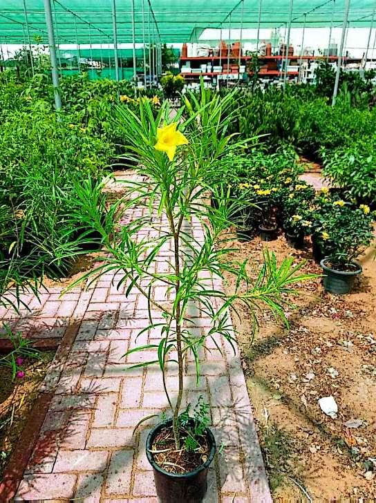 Yellow Oleander (Cascabela thevetia) plant for sale in Dubai