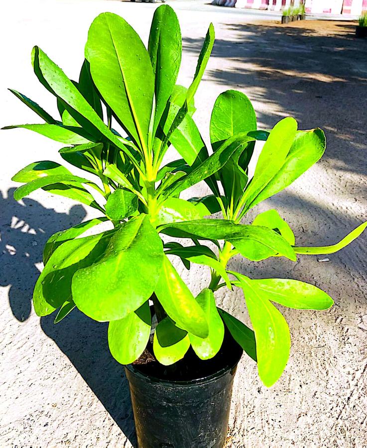 Broadleaf Foliage Plants (Ficus elastica / Ficus religiosa) plant for sale in Dubai